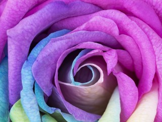 Rätsel «Blue rose»