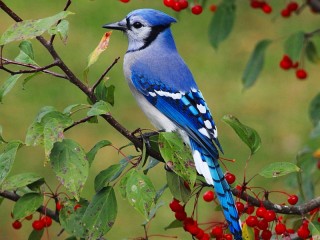 Rompicapo «Blue jay»