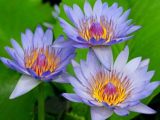 Rätsel «Blue Lily»