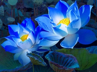 Rompecabezas «Blue lotuses»