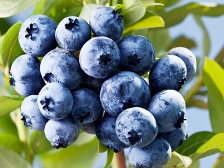 Zagadka «Blueberry»