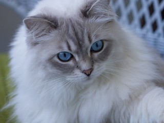 Слагалица «Blue-eyed cat»