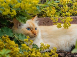 Quebra-cabeça «blue eyed cat»
