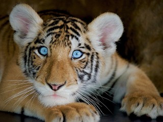 Quebra-cabeça «Blue-eyed»