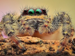 Rompicapo «Blue-eyed spider»