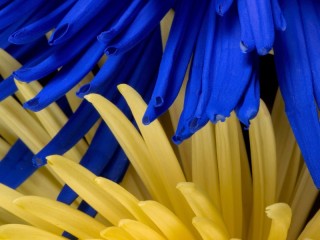 Quebra-cabeça «Blue and yellow»