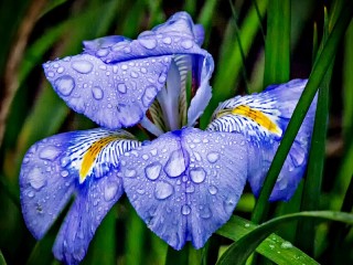 Quebra-cabeça «Blue iris»