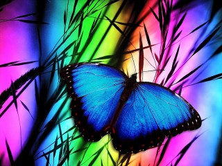Slagalica «Blue moth»