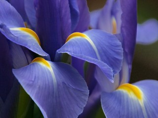 Quebra-cabeça «Blue flower»