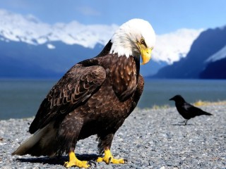 Пазл «Гордый орел»
