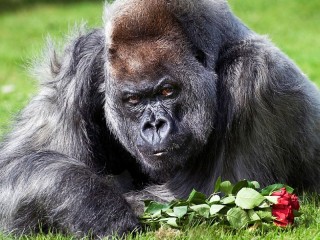 Slagalica «Gorilla s buketom»