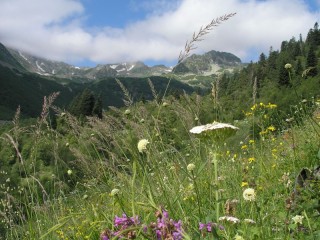 Пазл «Mountain flowers»