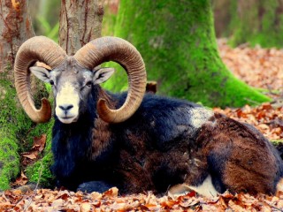 Zagadka «Mountain sheep»