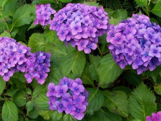 Пазл «hydrangea purple»