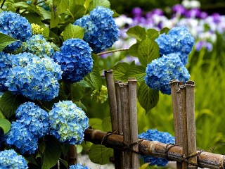 Пазл «Hydrangea fence»