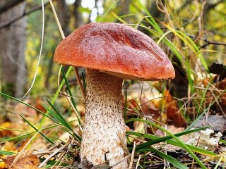 Jigsaw Puzzle «mushroom»