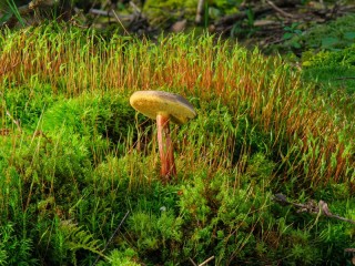 Слагалица «Mushroom and moss»