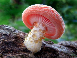 Пазл «Mushroom rhodotus»