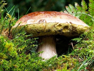 Slagalica «Mushroom in the grass»