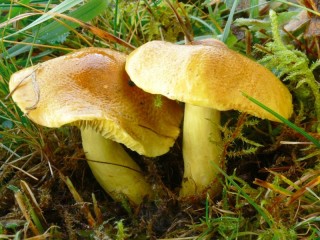 Rompecabezas «Green mushroom»