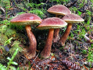 Jigsaw Puzzle «Mushrooms»