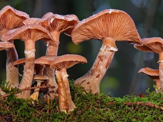 Puzzle «Mushrooms»