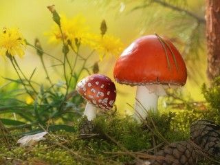 Слагалица «Mushrooms»