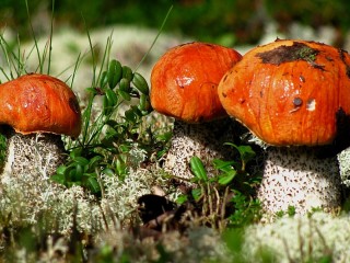 Jigsaw Puzzle «Mushrooms»