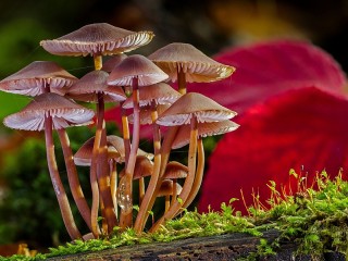 Пазл «Mushrooms»