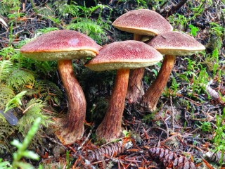 Quebra-cabeça «Mushrooms»