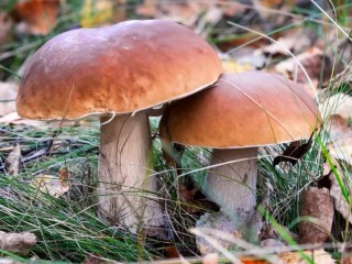 パズル «Mushrooms»