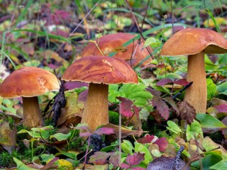 Пазл «Mushrooms»
