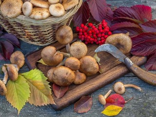 Jigsaw Puzzle «Mushrooms and leaves»