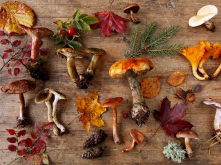 Quebra-cabeça «mushrooms and leaves»
