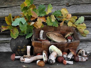 Jigsaw Puzzle «Mushrooms and branch»