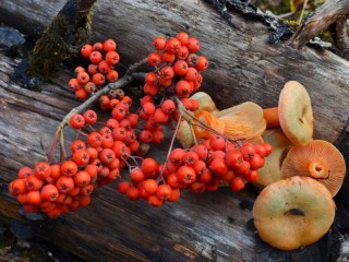 Jigsaw Puzzle «Mushrooms and berries»