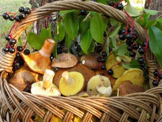 Zagadka «Mushrooms and berries»