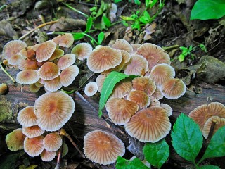 Zagadka «Mushrooms on the tree»