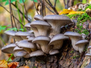 Rompecabezas «Mushrooms on a tree stump»