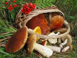 Jigsaw Puzzle «Mushrooms on the grass»