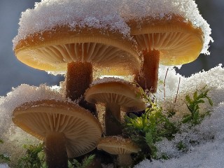 Jigsaw Puzzle «Fungi under the snow»