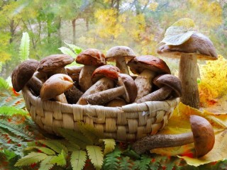 Jigsaw Puzzle «Mushrooms in a basket»