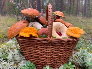 Quebra-cabeça «Mushrooms in a basket»
