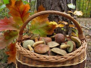 Quebra-cabeça «Mushrooms in a basket»