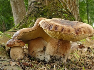 Rompecabezas «Mushrooms in the forest»