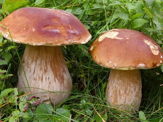 Quebra-cabeça «Mushrooms in the grass»