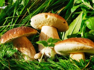 Пазл «mushrooms in the grass»