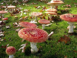 Jigsaw Puzzle «Mushroom glade»