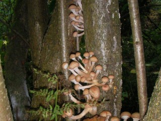 Bulmaca «Mushrooms»