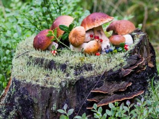 Пазл «Mushrooms on a stump»